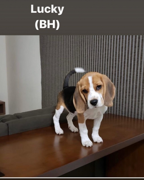 Filhote em seu novo lar 