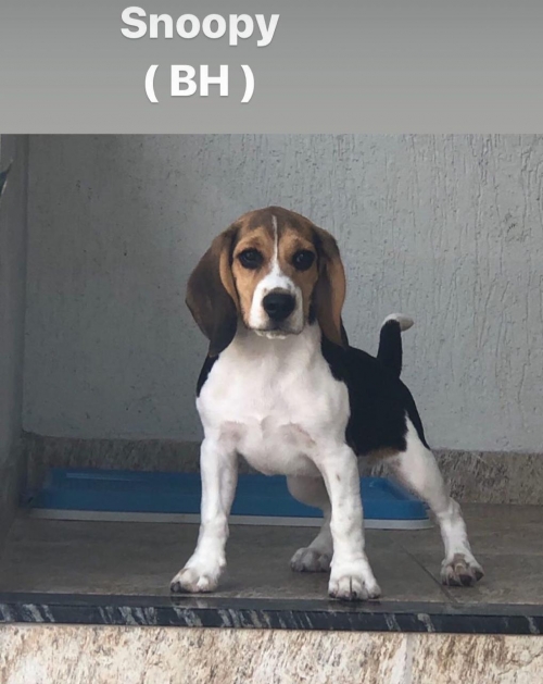 Filhote em seu novo lar 